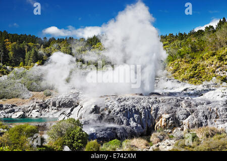 Pohutu geyser, la vallée thermale de Whakarewarewa, Rotorua, Nouvelle-Zélande Banque D'Images