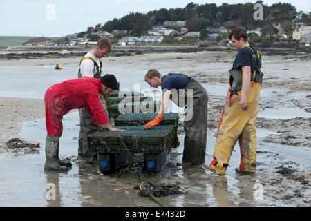 Tim Marshall en regardant les huîtres dans des sacs sur des supports vers le bas sur le bord de la mer. Banque D'Images