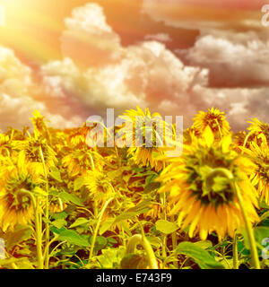 Champ de tournesol sur le coucher du soleil, le champ de tournesols mûrs, belle grande fleurs jaunes, l'Europe à l'automne, les terres cultivées de la Toscane Banque D'Images