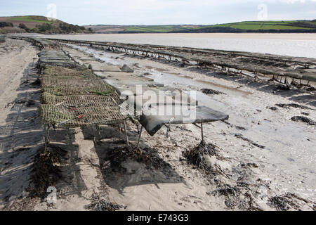 Les huîtres dans des sacs sur des supports vers le bas sur le bord de la mer. Banque D'Images