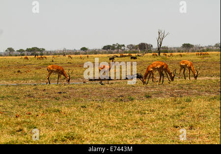 Antilope Impala, une très jolie espèce dainty ils vivent sur les plaines dans toute l'Afrique la principale source de nourriture pour les prédateurs Banque D'Images