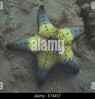 Starfish bulbés au fond de l'océan Banque D'Images