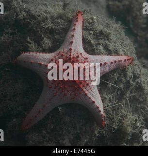 Starfish bulbés au fond de l'océan Banque D'Images