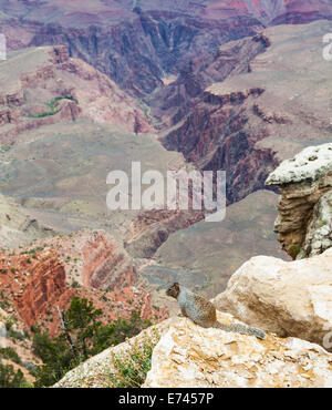 Rare Grand Canyon vue avec un rez sur le premier plan d'écureuil Banque D'Images