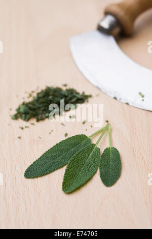 Salvia officinalis. Feuilles de sauge sur une planche de bois. Banque D'Images