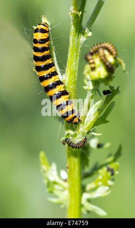 Les chenilles de papillon cinabre sur Ragwort en été UK Banque D'Images