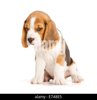 Mignon Chiot Beagle (5 semaine) Banque D'Images
