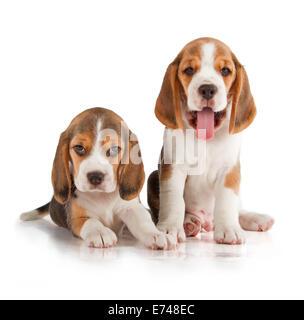 Mignon Chiot Beagle (5 semaine) Banque D'Images