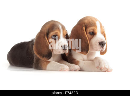 Mignon Chiot Beagle (5 semaine) Banque D'Images