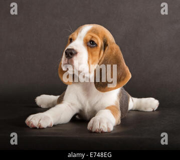 Mignon Chiot Beagle (5 semaine) Banque D'Images