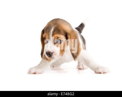 Mignon Chiot Beagle (5 semaine) Banque D'Images