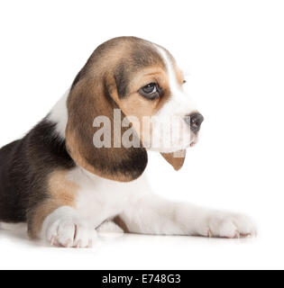 Mignon Chiot Beagle (5 semaine) Banque D'Images