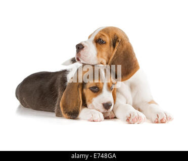 Mignon Chiot Beagle (5 semaine) Banque D'Images