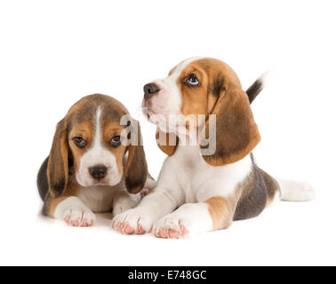 Mignon Chiot Beagle (5 semaine) Banque D'Images