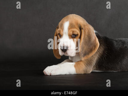 Mignon Chiot Beagle (5 semaine) Banque D'Images