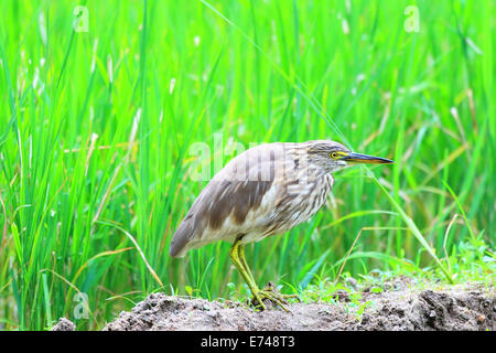 Indian Pond Heron (Ardeola grayii) au Sri Lanka Banque D'Images