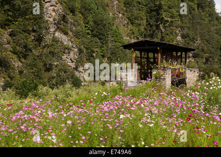 L'est du Bhoutan, Trashi Yangtse coloré, rempli de fleurs cosmos wild meadow à côté de pont en bois Banque D'Images