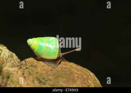 Sri Lanka (Beddomea albizonatus escargot vert) dans la réserve forestière de Sinharaja, Sri Lanka Banque D'Images