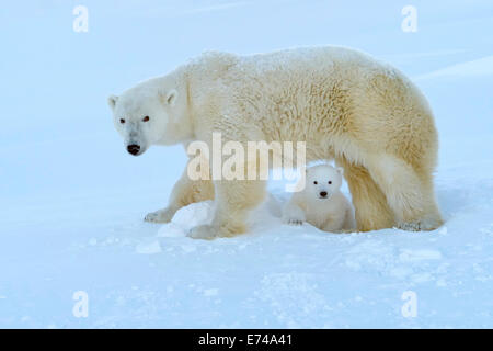 L'ours polaire (Ursus maritimus) mère avec cub coming out den fraîchement ouvert, Wapusk National Park, Canada. Banque D'Images