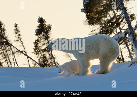 L'ours polaire (Ursus maritimus) mère avec cub balade au coucher du soleil avec le rétroéclairage, Wapusk National Park, Canada. Banque D'Images