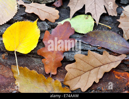 Les feuilles d'automne sur fond de bois Banque D'Images