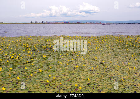 L'eau jaune-Brandy-Bottle Núphar, Lily (lútea) . La Sibérie, Fédération de Russie Banque D'Images