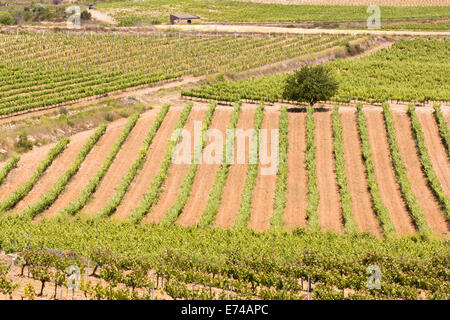 Vignobles Alt Camp en Catalogne (Espagne) Banque D'Images