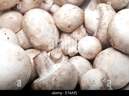 Bouton ou champignon isolé sur blanc Banque D'Images