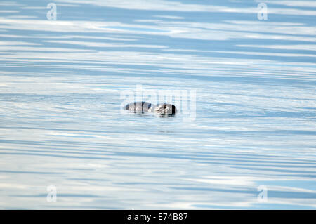 Baikal seal se trouve sur la surface de l'eau Lac Baikal seal, ou Baikalian (Pusa sibirica) nerpa Baikal Lake, Sibérie, Fédération de Russie Banque D'Images