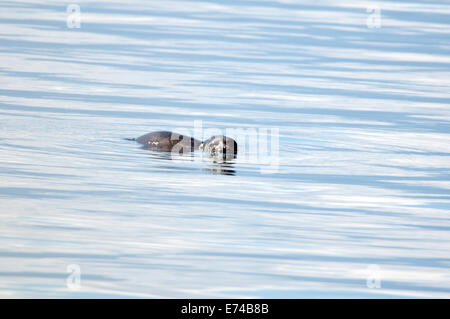 Baikal seal se trouve sur la surface de l'eau Lac Baikal seal, ou Baikalian (Pusa sibirica) nerpa Baikal Lake, Sibérie, Fédération de Russie Banque D'Images