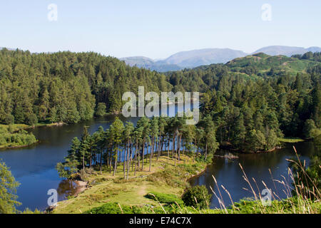 Tarn Hows, Lake District, Cumbria Banque D'Images