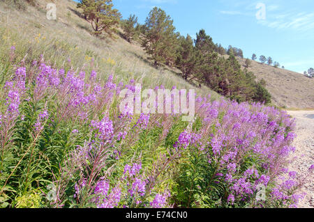 Grand willow-herb, rosebay willowherb (Chamerion angustifolium) Réserver, Cap Sobolev, lac Baikal, Sibérie, Fédération de Federatio Banque D'Images