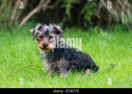 Un Yorkshire Terrier chiot à jouer avec brindille dans c'est la bouche. Banque D'Images