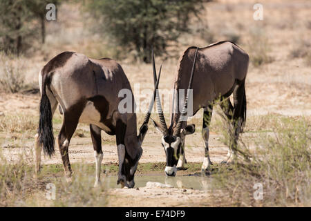 Oryx gazella boire à un étang dans le parc transfrontalier de Kgalagadi Banque D'Images