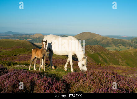 Poney et un poulain le pâturage entre heather sur le long Mynd au-dessus de Church Stretton dans le Shropshire Hills, en Angleterre. Banque D'Images