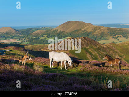 Poney et deux poulains entre pâturage heather sur le long Mynd au-dessus de Church Stretton dans le Shropshire Hills, en Angleterre. Banque D'Images