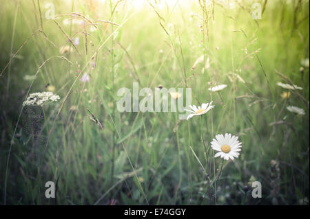 Amazing lever du soleil à l'été prairie avec des fleurs sauvages. Nature floral background en style vintage Banque D'Images