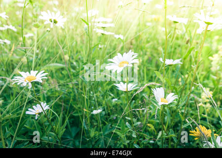 Amazing lever du soleil à l'été prairie avec des fleurs sauvages. Nature floral background en style vintage Banque D'Images