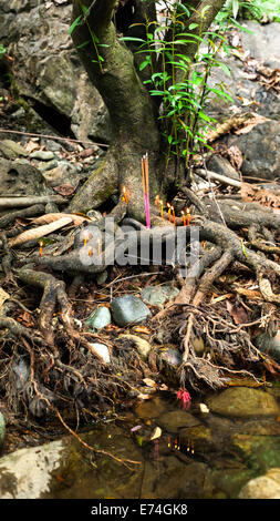 Petit autel religieux avec brûler des bougies et encens aroma sticks offerts dans les racines des arbres banyan au tropical rain forest Banque D'Images