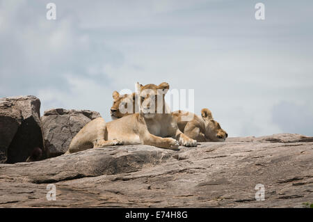 Les Lions se reposant sur le dessus de kopje Banque D'Images