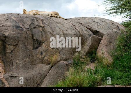 Lion dormant sur haut de kopje Banque D'Images