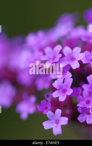 Close up de la minuscule les fleurs de verveine bonariensis. Banque D'Images