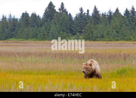 L'ours brun d'Alaska en pâturage Meadow Banque D'Images