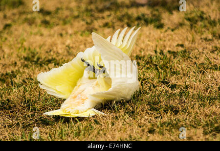 Corella jouant sur le terrain, Brisbane, Queensland, Australie Banque D'Images