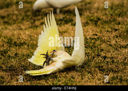 Corella jouant sur le terrain, Brisbane, Queensland, Australie Banque D'Images