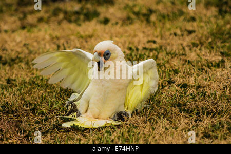 Corella jouant sur le terrain, Brisbane, Queensland, Australie Banque D'Images