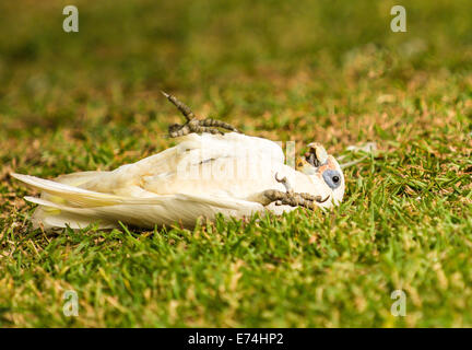 Corella jouant sur le terrain, Brisbane, Queensland, Australie Banque D'Images