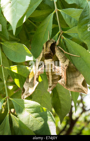 Pandora sphinx papillon sur le feuillage. Banque D'Images