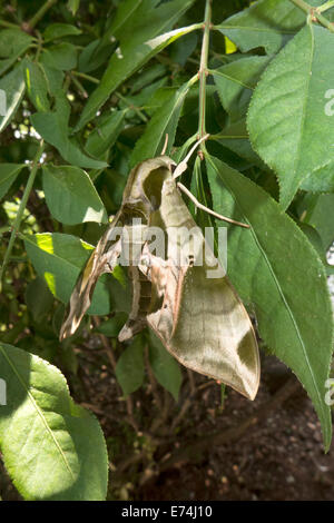 Pandora sphinx papillon sur le feuillage. Banque D'Images