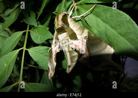 Pandora sphinx papillon sur le feuillage. Banque D'Images